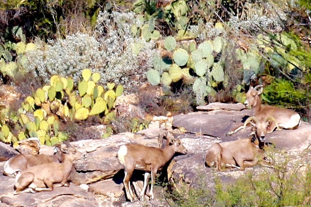 Old Pueblo shutterbugs